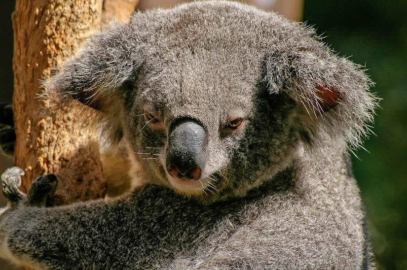 fauna flora y naturaleza en Australia