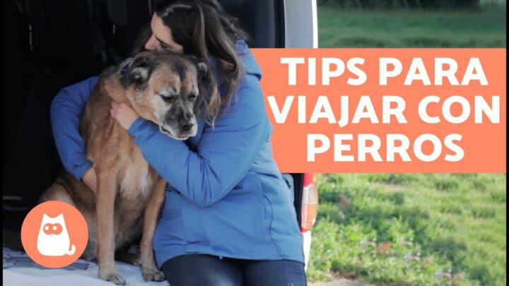 Descubre los mejores consejos para viajar con mascotas y garantizar su comodidad en cada aventura